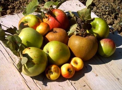 Frutta-antica