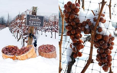 Icewine, eiswein, vini dolci in Italia