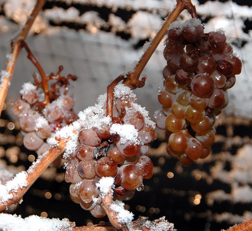 icewine, eiswine e vini dolci Italia