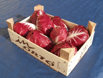 radicchio rosso di Verona - Azienda Agricola Quaggio Luciano